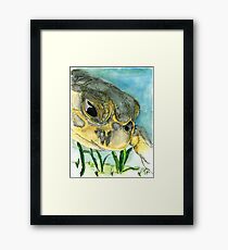 Eeyore the Sea Turtle Framed Print