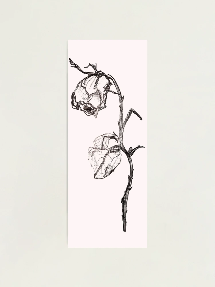 dead rose flower drawing