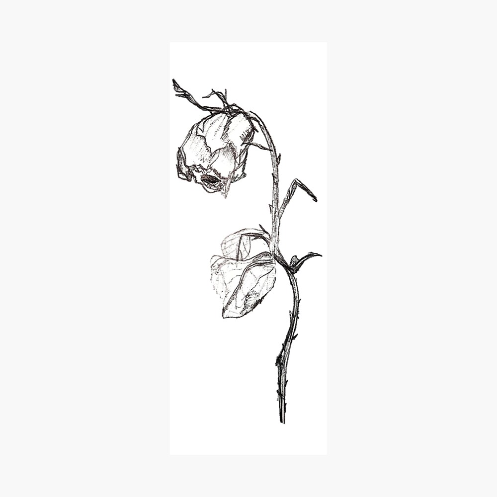 dead rose flower drawing