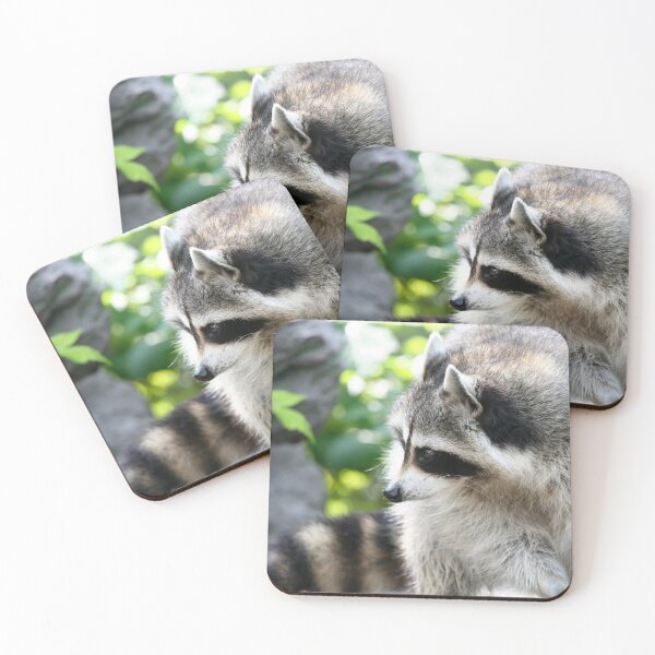 Item preview, Raccoon 003 designed and sold by JAMFoto.
