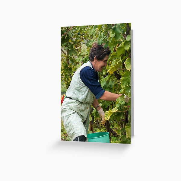Item preview, Prosecco in the making! Valdobbiadene, Italy designed and sold by AndrewJonesFoto.