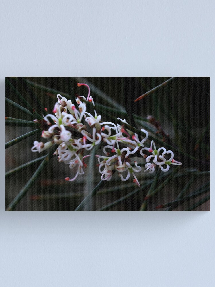 Alternate view of Hakea actites Canvas Print