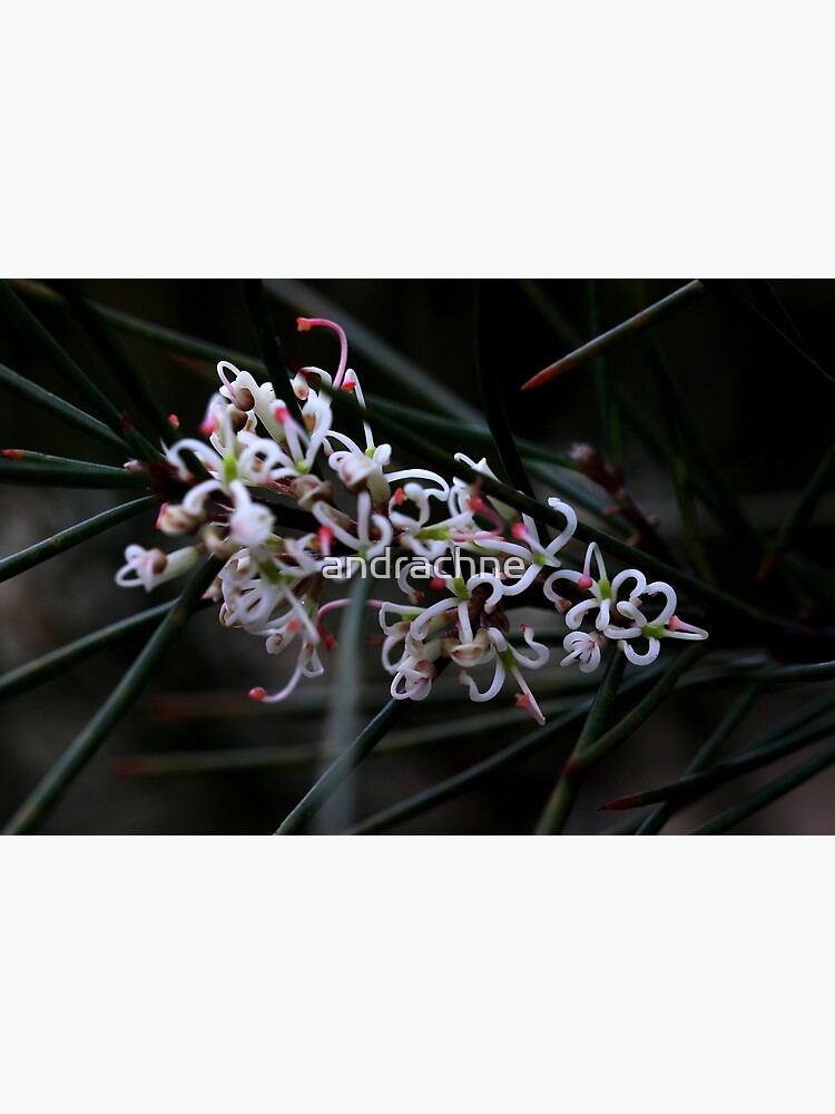 Hakea actites by andrachne