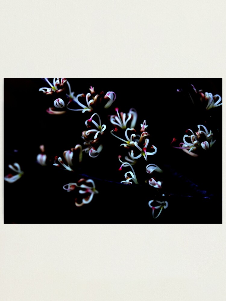 Alternate view of Hakea actites Photographic Print