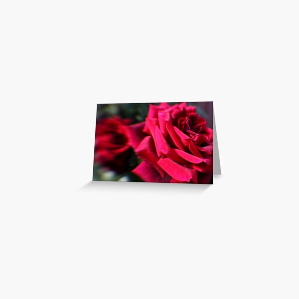 Red Roses Greeting Card