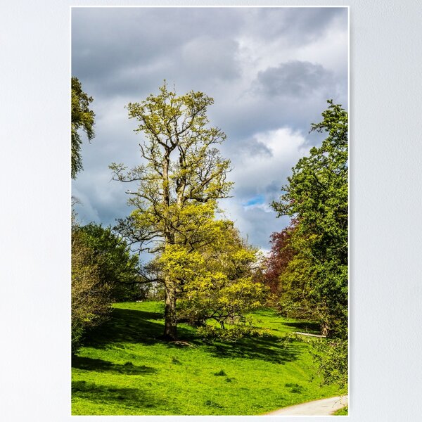 Item preview, A TREE designed and sold by jasminewang.