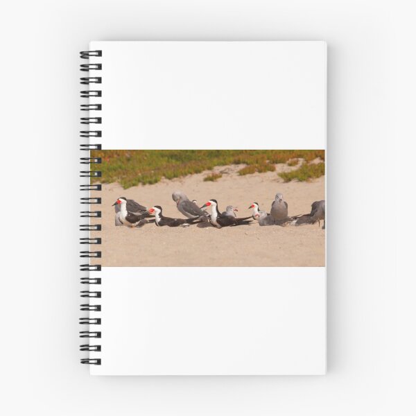 Item preview, Beach Birds designed and sold by Steve Hunter.