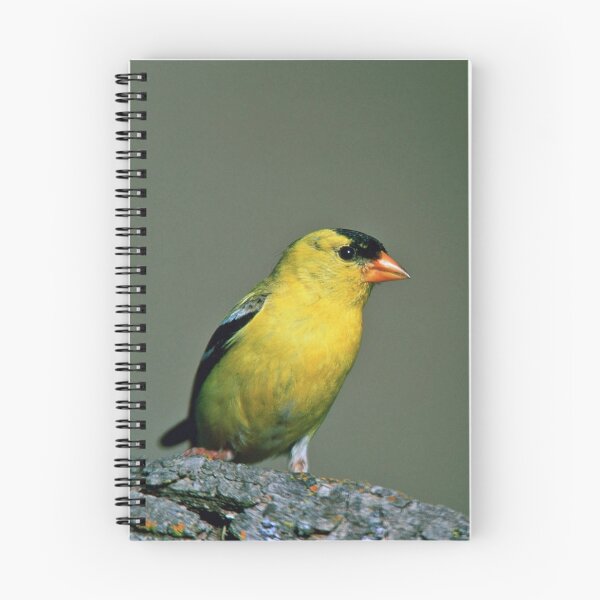Item preview, American Goldfinch designed and sold by Strawflower Oasis.