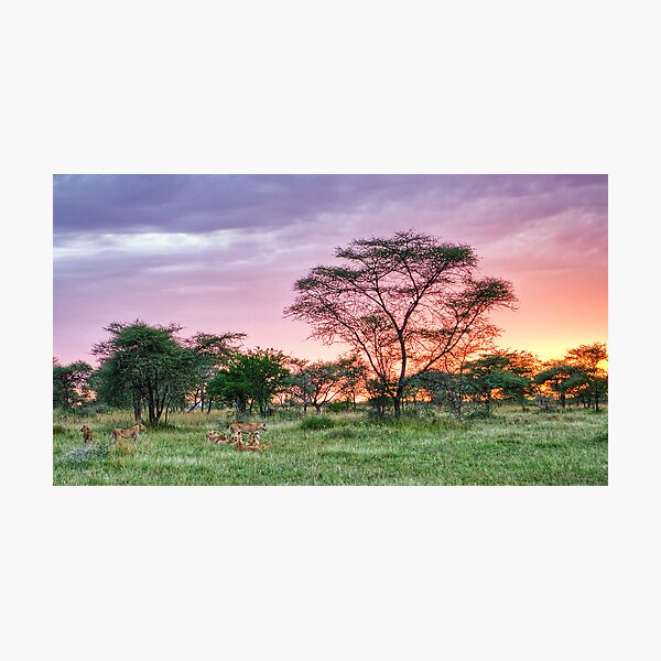 Morning Tea Party Photographic Print