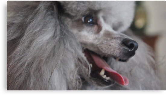 silverado miniature poodles