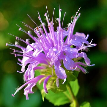 Artwork thumbnail, Firework Flower! by farmbrough