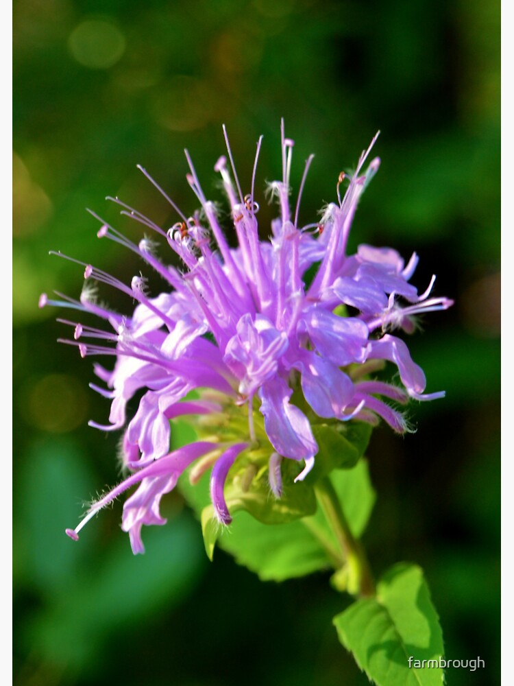 Thumbnail 3 of 3, Sticker, Firework Flower! designed and sold by farmbrough.