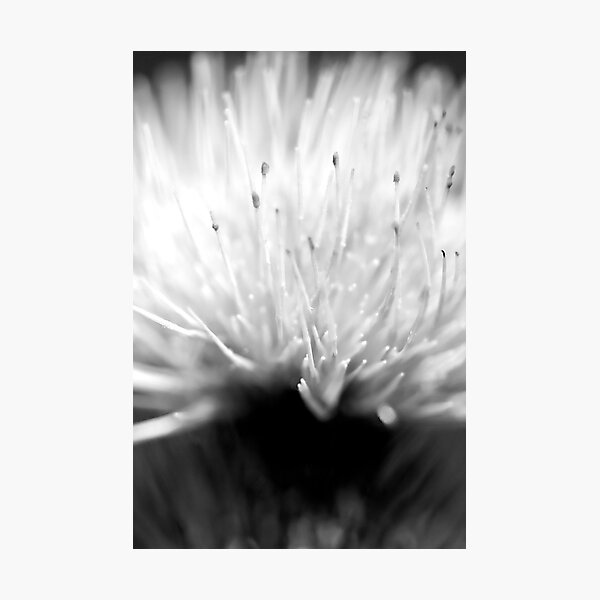 Item preview, Thistle designed and sold by Alessandra43.