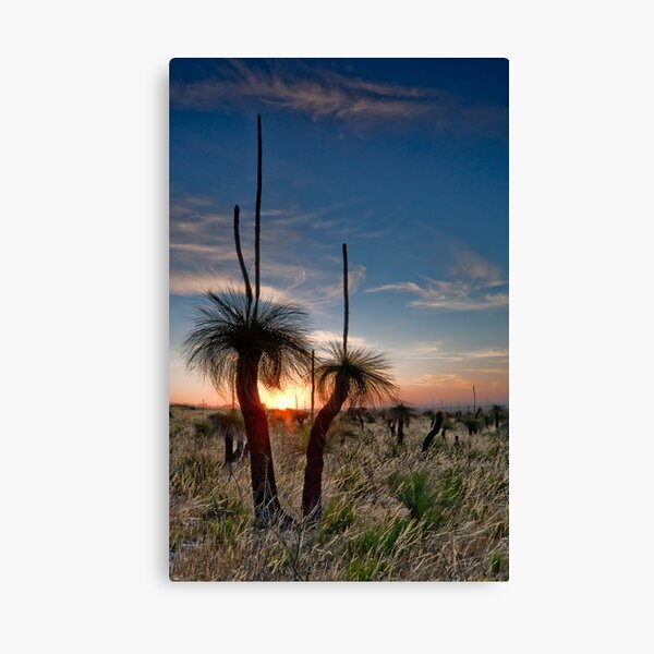 Grass Tree Sunset Canvas Print