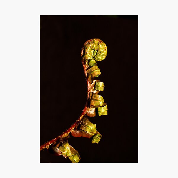 Item preview, Unfurling of a Fern Frond designed and sold by Chris Cobern.
