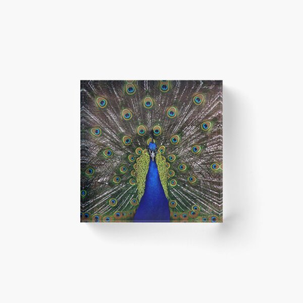 Item preview, Peacock 001 designed and sold by JAMFoto.