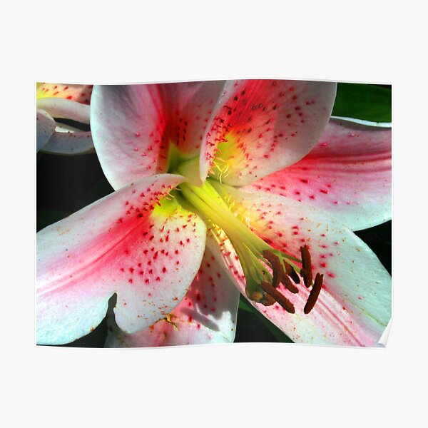 Pictures of Lily Poster