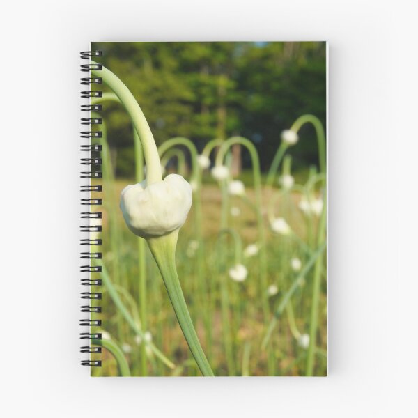 Item preview, Garlic Scapes, Food with a View designed and sold by colorfulbundles.