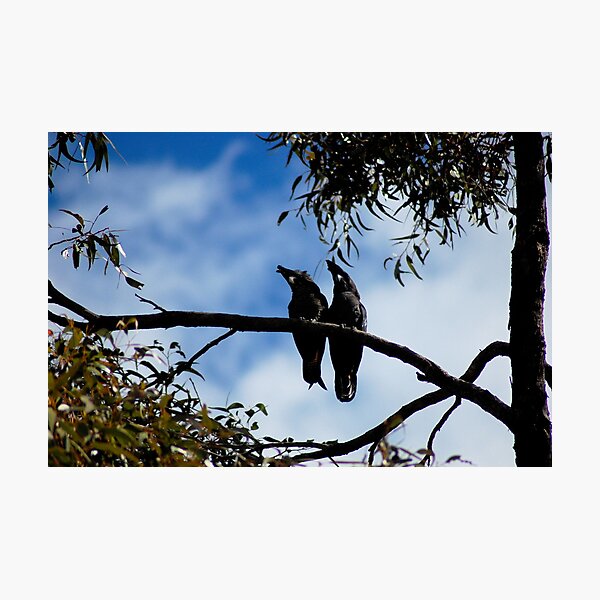 love birds Photographic Print