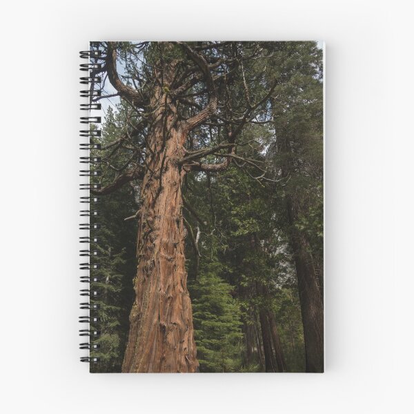 Item preview, Giant Trees designed and sold by dmlb photography.