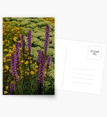 Liatris Postcards