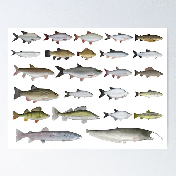 European Freshwater Fish Group Poster for Sale by fishfolkart