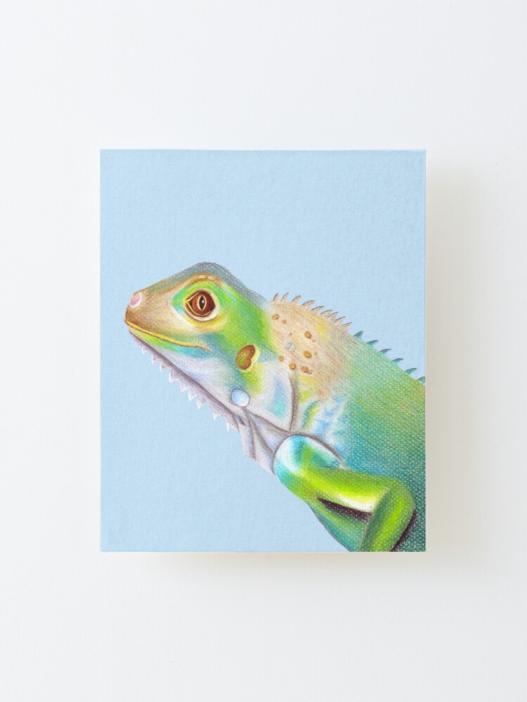 is an iguana an amphibian