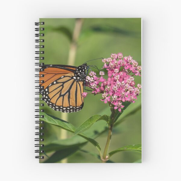 Item preview, Monarch 2019-1 designed and sold by Thomasyoung.