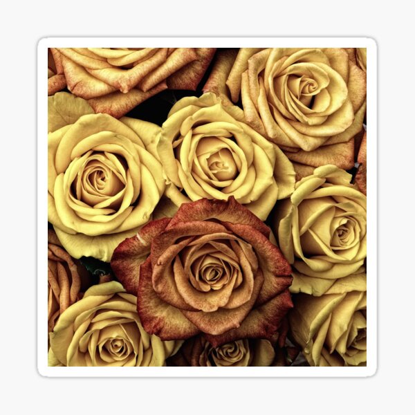 Golden Brown Roses Sticker