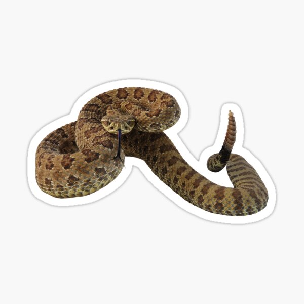 Rattler Sticker
