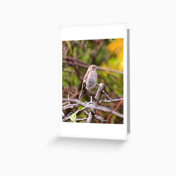ROBIN ~ Flame Robin EWmcti54 by David Irwin Greeting Card