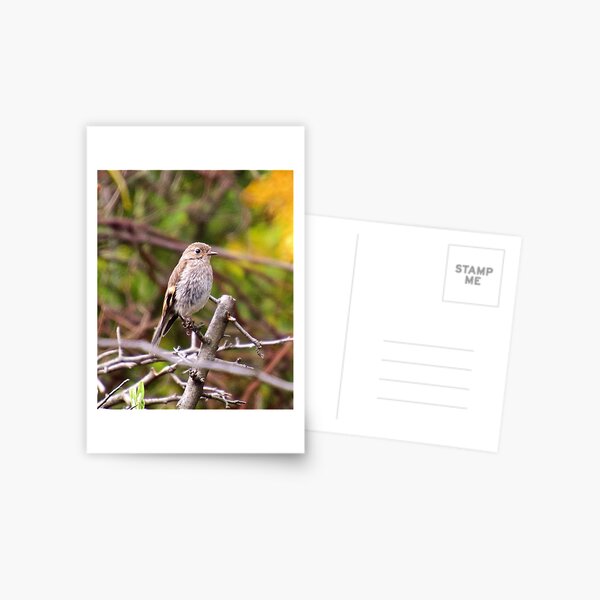 ROBIN ~ Flame Robin EWmcti54 by David Irwin Postcard