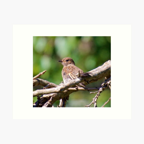 ROBIN ~ Flame Robin ZE7a3XuJ by David Irwin Art Print