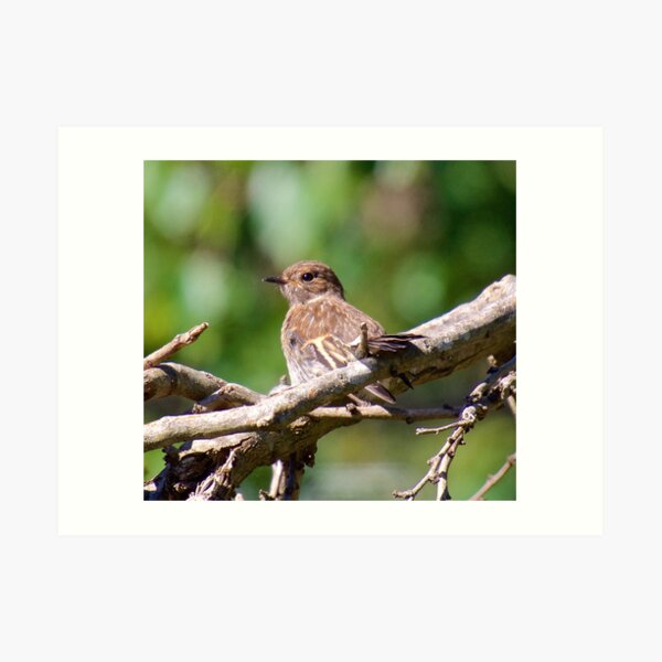 ROBIN ~ Flame Robin by David Irwin Art Print