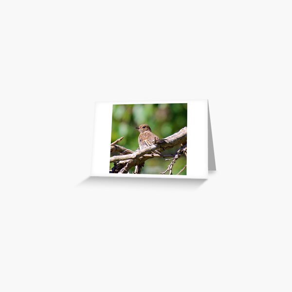 ROBIN ~ Flame Robin ZE7a3XuJ by David Irwin Greeting Card