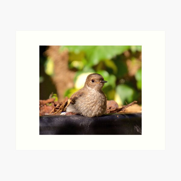 ROBIN ~ Flame Robin xv5bNnf2 by David Irwin Art Print