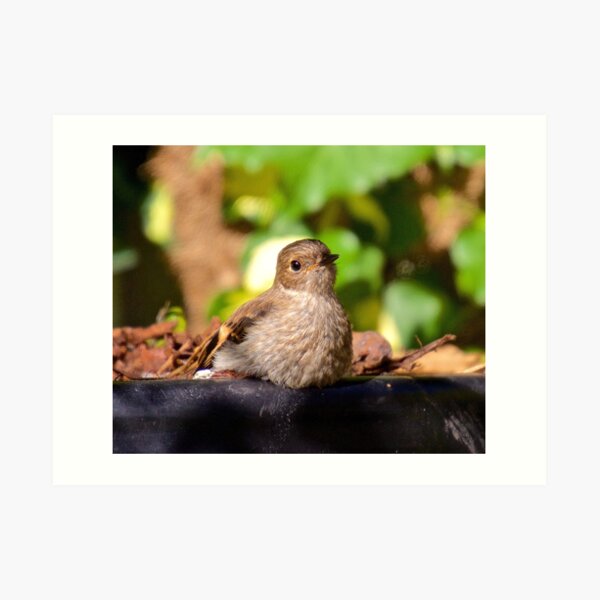 ROBIN ~ Flame Robin by David Irwin ~ WO Art Print