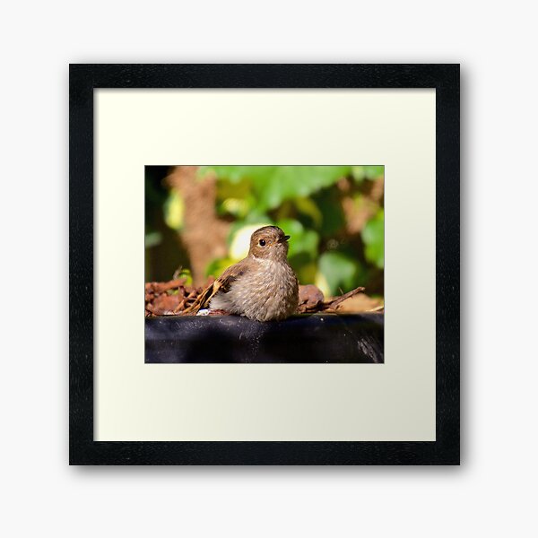 ROBIN ~ Flame Robin 3ua2AkZT by David Irwin ~ WO Framed Art Print