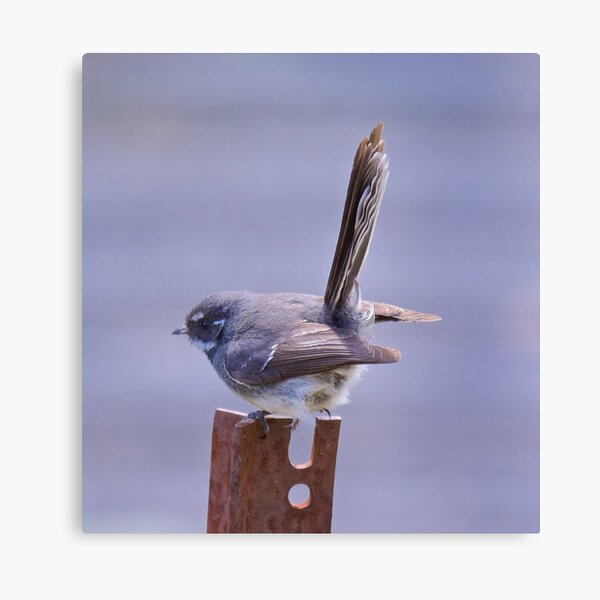 FANTAIL ~ Grey Fantail E4USWyGh by David Irwin Canvas Print