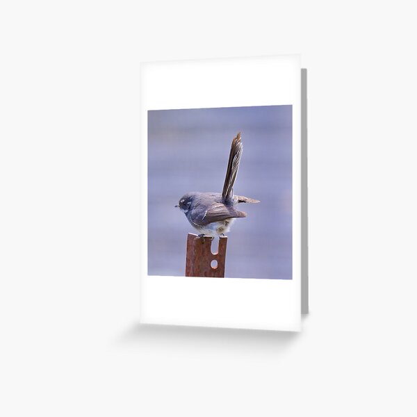 FANTAIL ~ Grey Fantail E4USWyGh by David Irwin Greeting Card