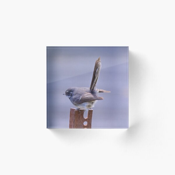 FANTAIL ~ Grey Fantail by David Irwin Acrylic Block