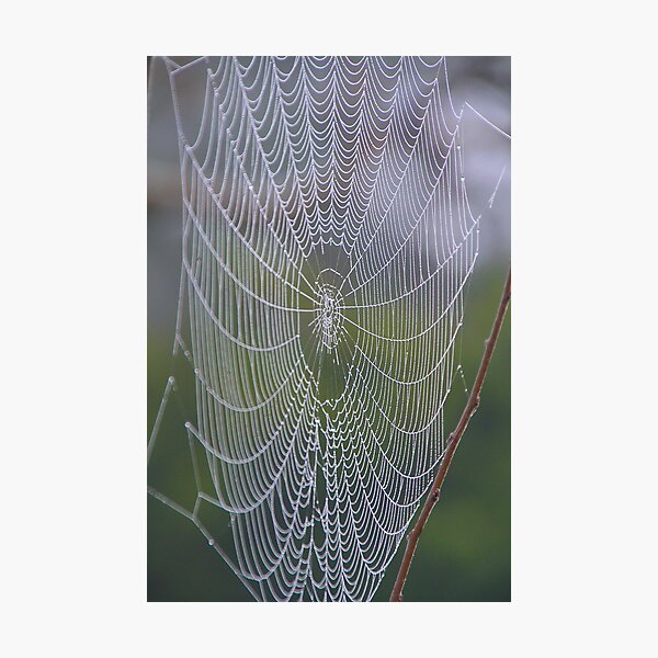 Item preview, Morning Web 2 designed and sold by Sally Haldane.
