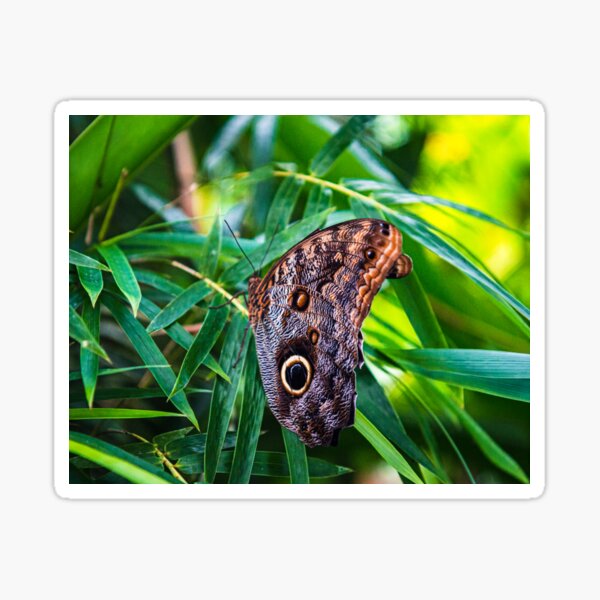 Costa Rica Butterfly Sticker