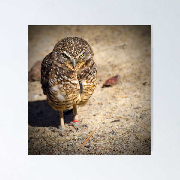 Item preview, Pygmy Owl designed and sold by KathleenRinker.
