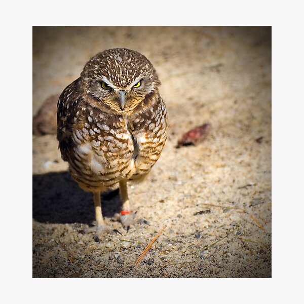 Item preview, Pygmy Owl designed and sold by KathleenRinker.
