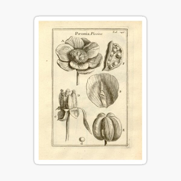 Artikel-Vorschau von Viktorianische botanische Zeichnungen, designt und verkauft von myatticstudio.