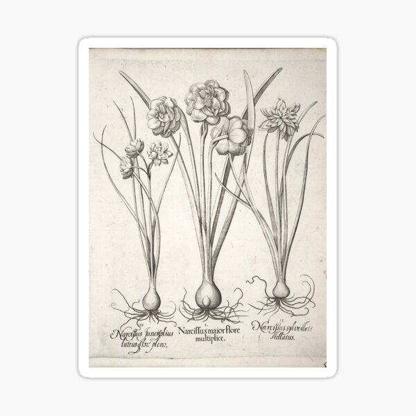 Artikel-Vorschau von Viktorianische botanische Zeichnungen, designt und verkauft von myatticstudio.
