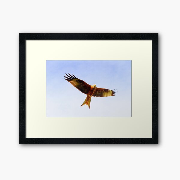 Red Kite in flight Framed Art Print