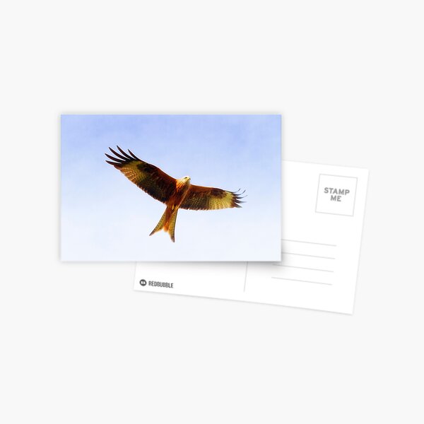 Red Kite in flight Postcard