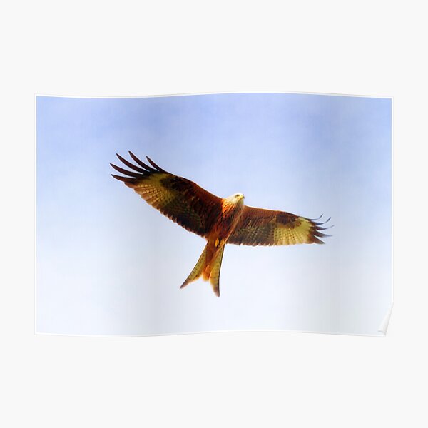 Red Kite in flight Poster